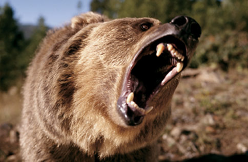bears