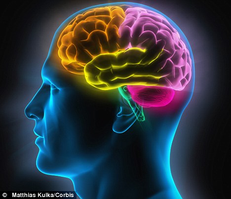 brain