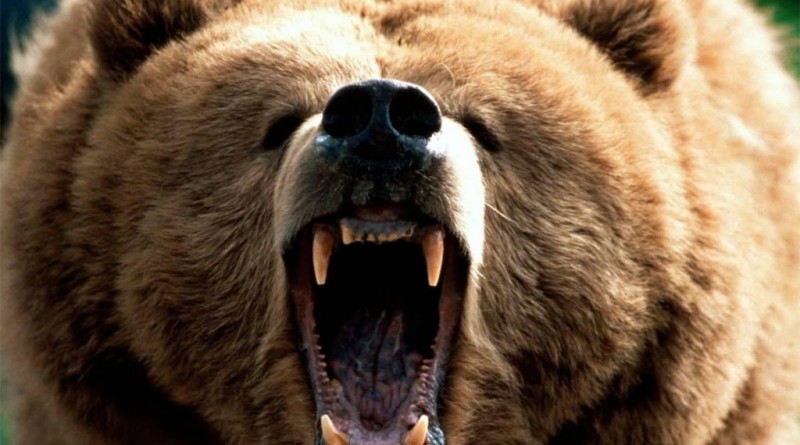 brown-bear-attack-1024x640