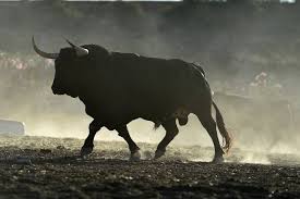 bull1